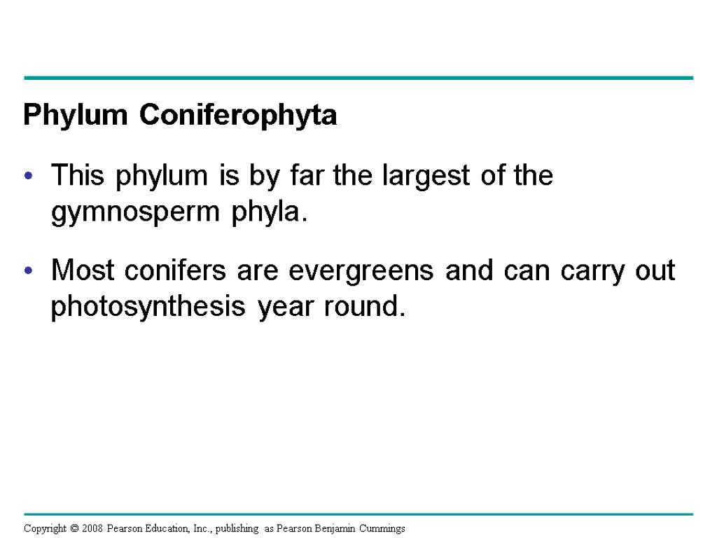 Phylum Coniferophyta This phylum is by far the largest of the gymnosperm phyla. Most